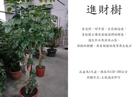 進財樹掉葉|海南菜豆樹掉葉的原因與解決方案 – 植物盆栽綠寶典